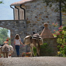 Renatour_WandernMitEsel Renatour_WandernMitEsel